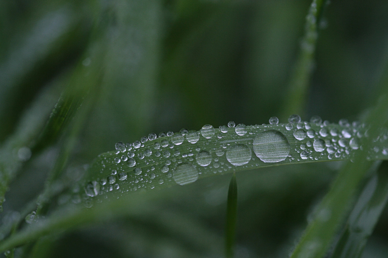 Wasserperlen