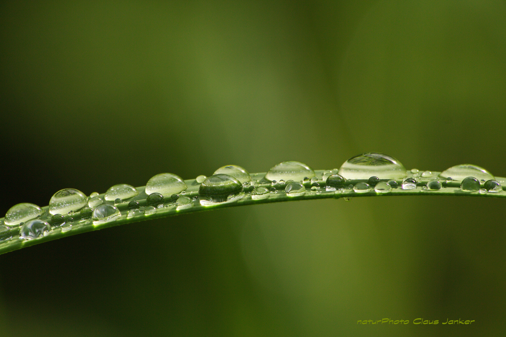 Wasserperlen