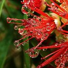 Wasserperlen, der natürlicher Schmuck 