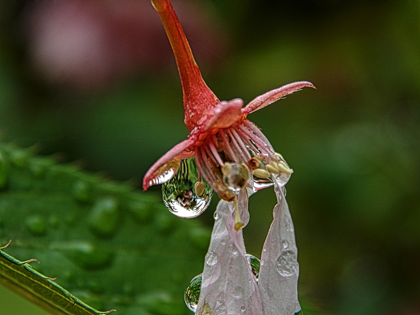 Wasserperlen, der natürlicher Schmuck 