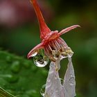 Wasserperlen, der natürlicher Schmuck 