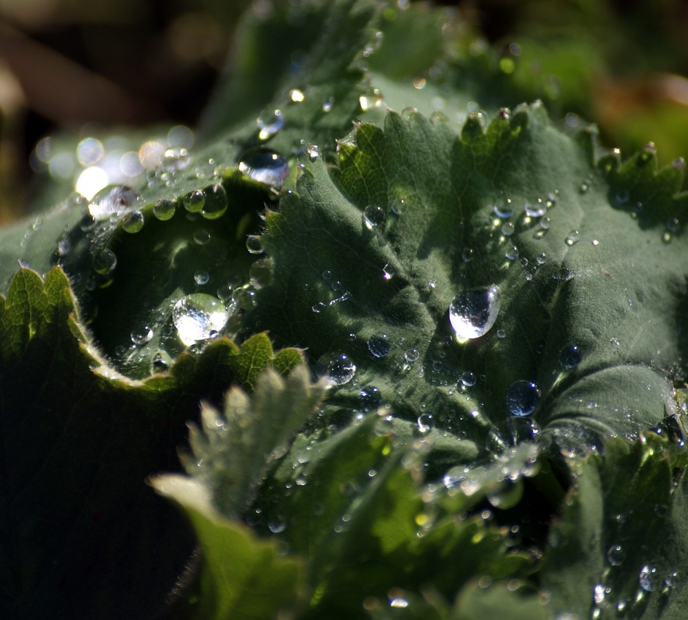 Wasserperlen Erstversuch