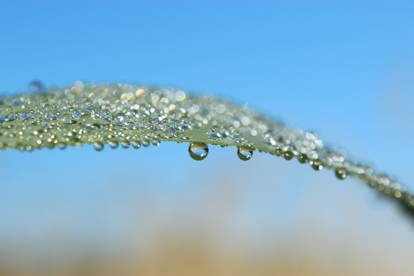 Wasserperlen