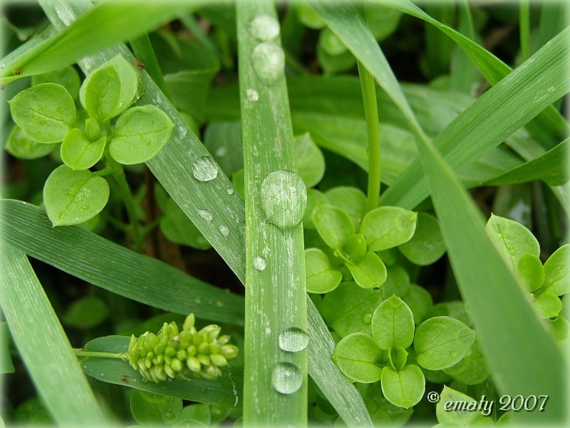 Wasserperlen im Gras