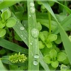 Wasserperlen im Gras