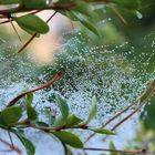 Wasserperlen im Spinnennetz