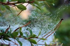 Wasserperlen im Spinnennetz