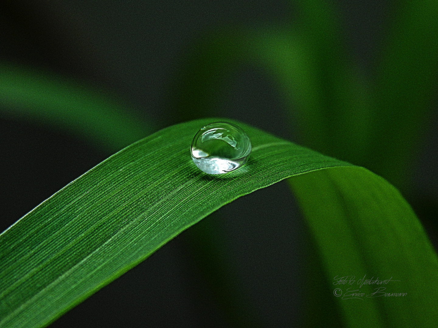 Wasserperlen in der Makrofotografie