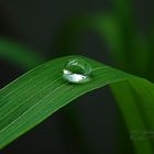 Wasserperlen in der Makrofotografie