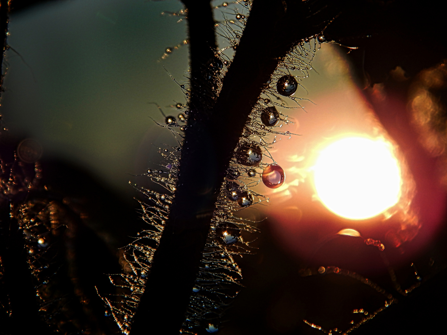 Wasserperlen-Makrofotografie in der Abendsonne