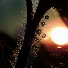 Wasserperlen-Makrofotografie in der Abendsonne