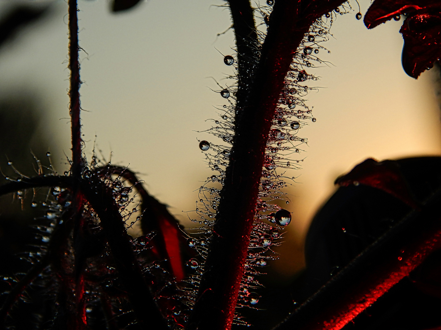 Wasserperlen-Makrofotografie in der Abendsonne