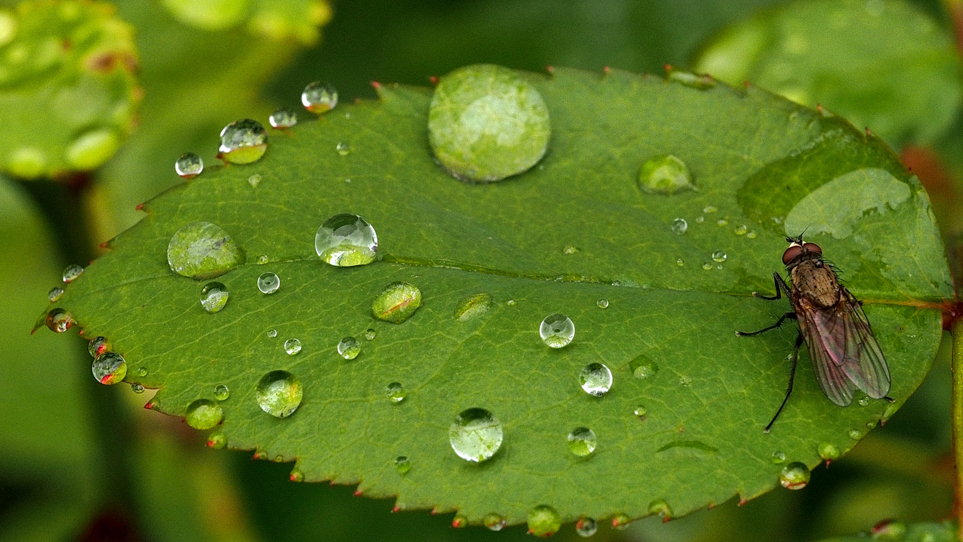 Wasserperlen und Fliege