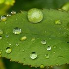 Wasserperlen und Fliege