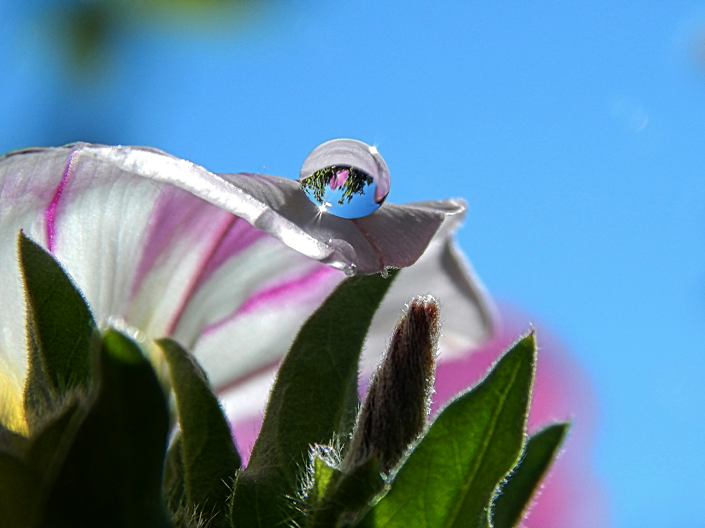 Wasserperlen veredeln die Blüte