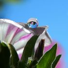 Wasserperlen veredeln die Blüte