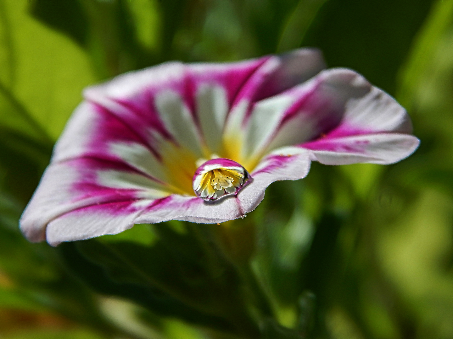 Wasserperlen veredeln die Blüte