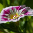 Wasserperlen veredeln die Blüte