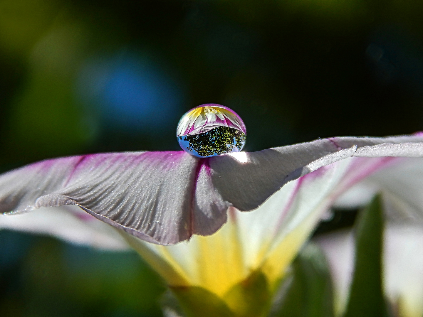 Wasserperlen veredeln die Blüte