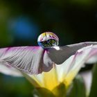 Wasserperlen veredeln die Blüte