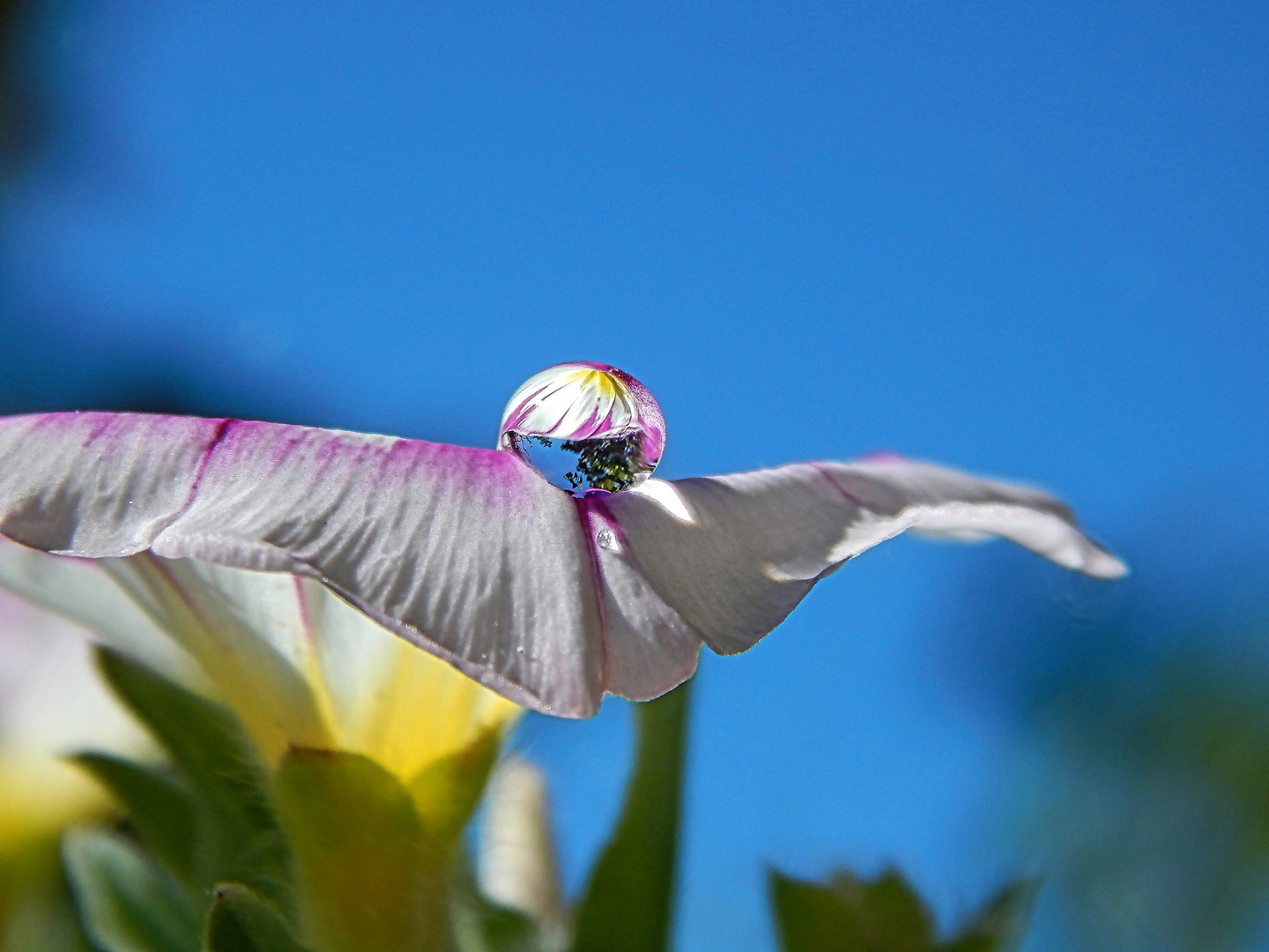 Wasserperlen veredeln die Blüte