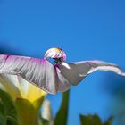 Wasserperlen veredeln die Blüte