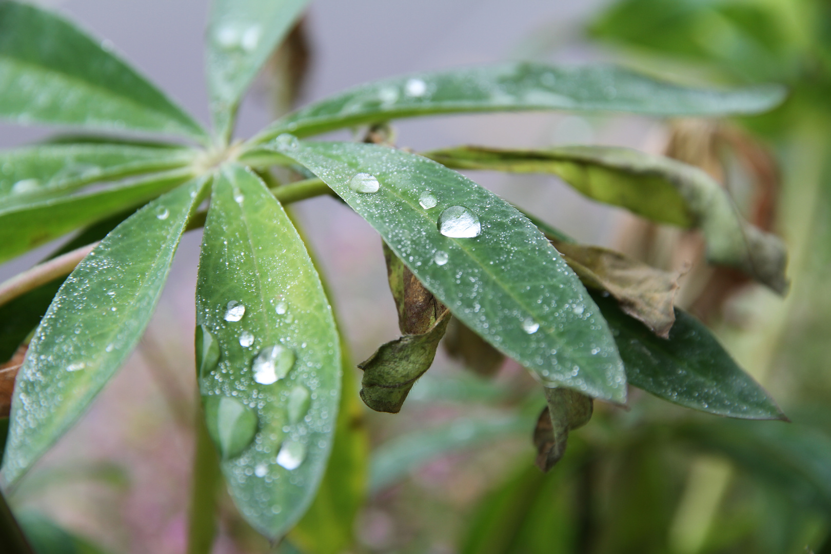 Wasserperlendes Blatt