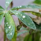 Wasserperlendes Blatt