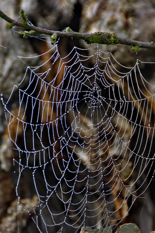 Wasserperlennetz