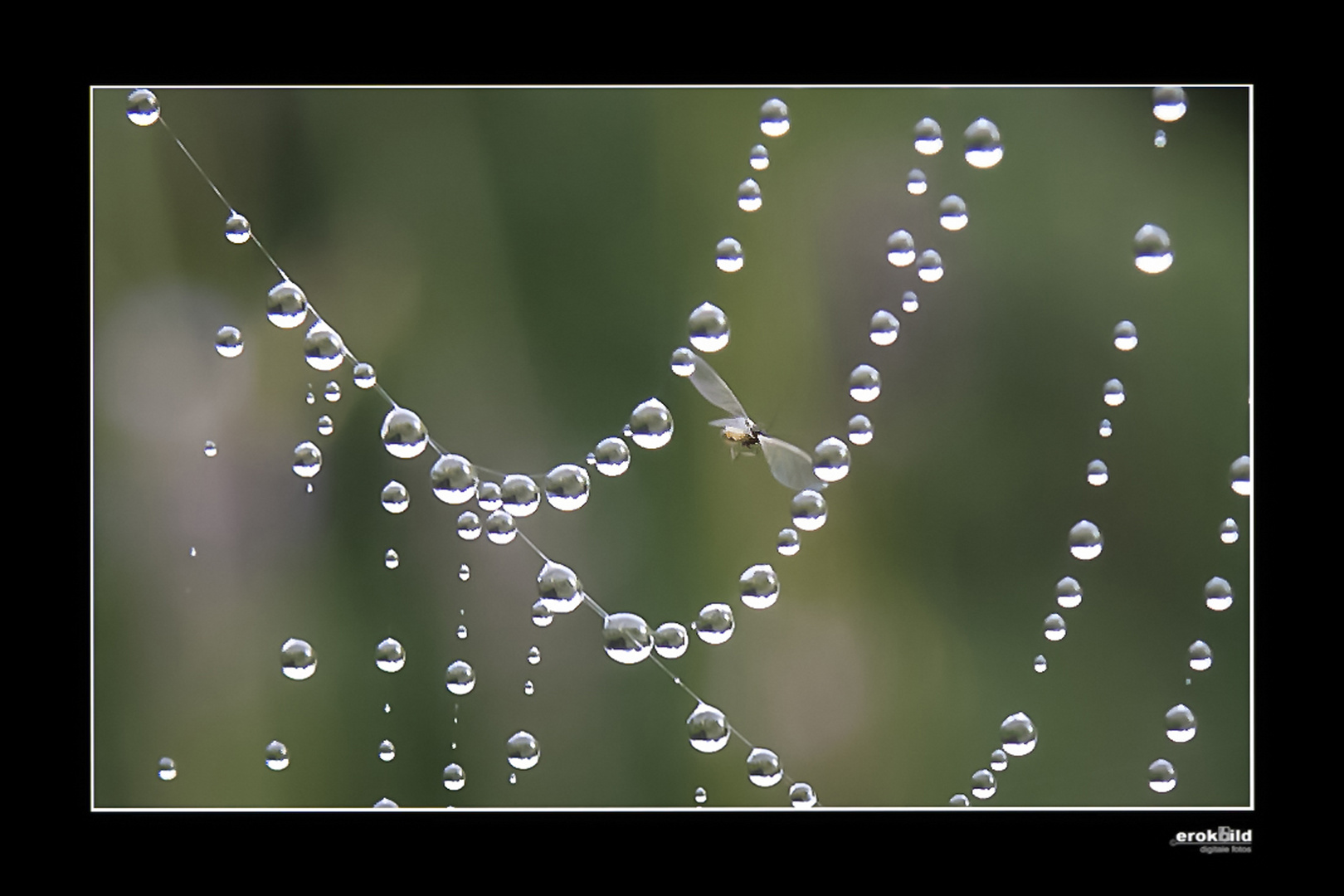 Wasserperlennetz mit Fliege