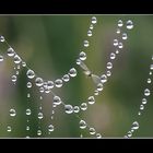 Wasserperlennetz mit Fliege