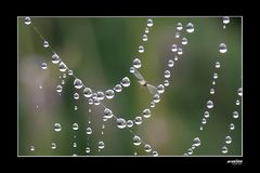 Wasserperlennetz mit Fliege