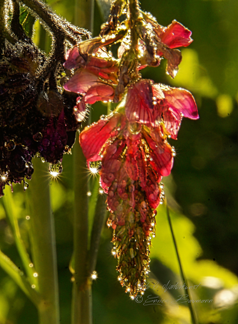 Wasserperlenschmuck