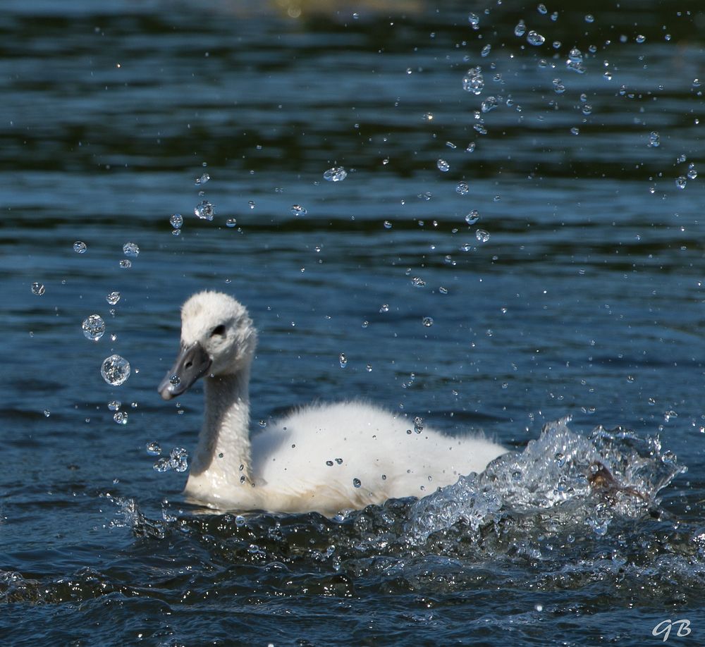 Wasserperlenspiel...