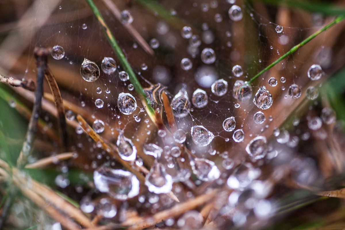 Wasserperlenspiel