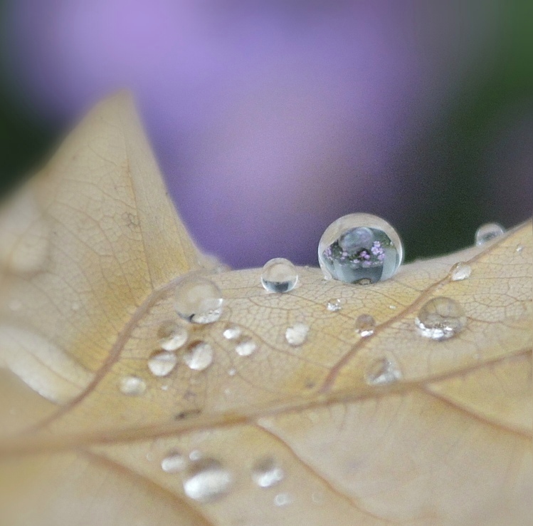 Wasserperlenstillleben oder vergängliche Murmeln der Natur