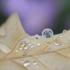 Wasserperlenstillleben oder vergängliche Murmeln der Natur