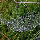 Wasserperlenzauber in der Wiese