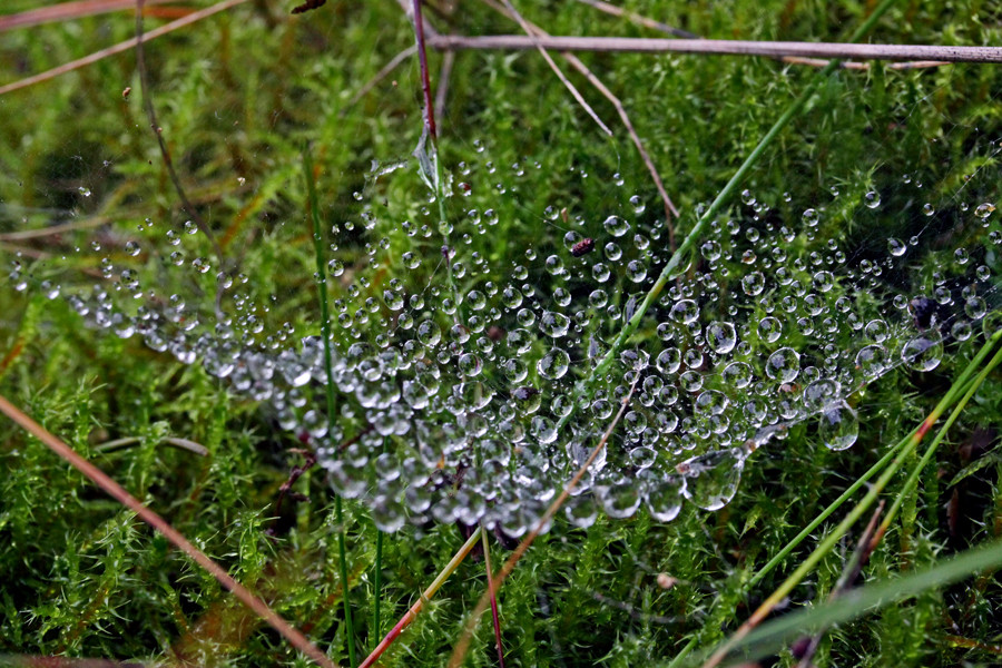 Wasserperlenzauber in der Wiese