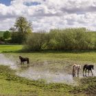 Wasserpferde