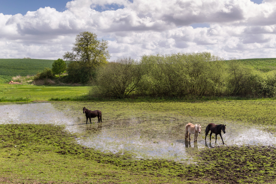 Wasserpferde