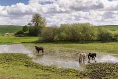 Wasserpferde