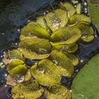 Wasserpflänzchen im Licht