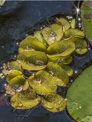 Wasserpflänzchen im Licht