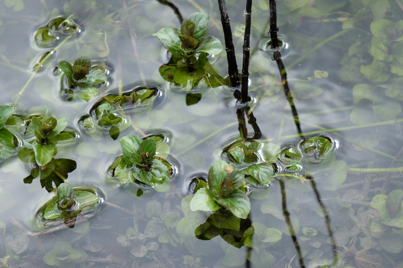 Wasserpflanzen..