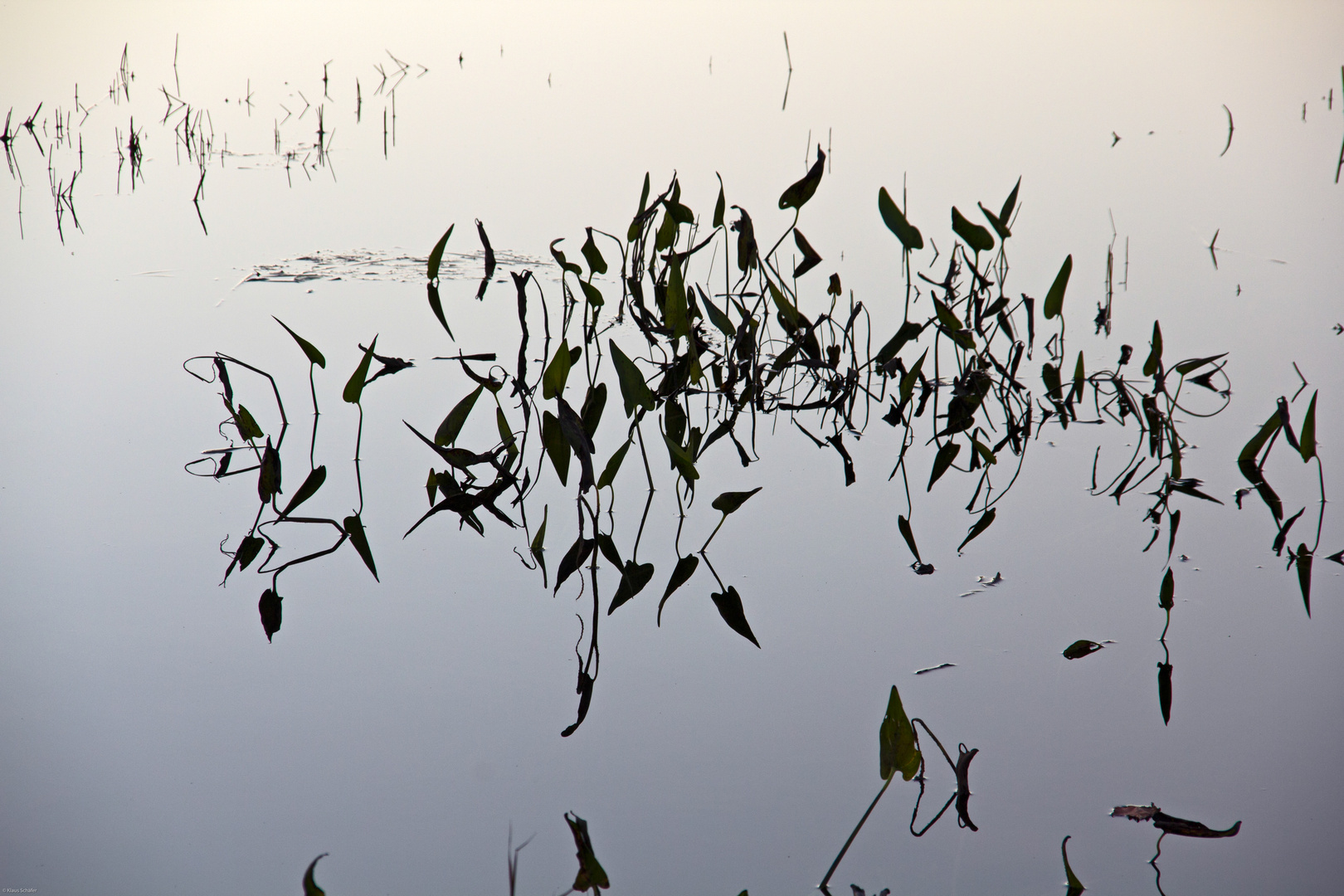 Wasserpflanzen (2)