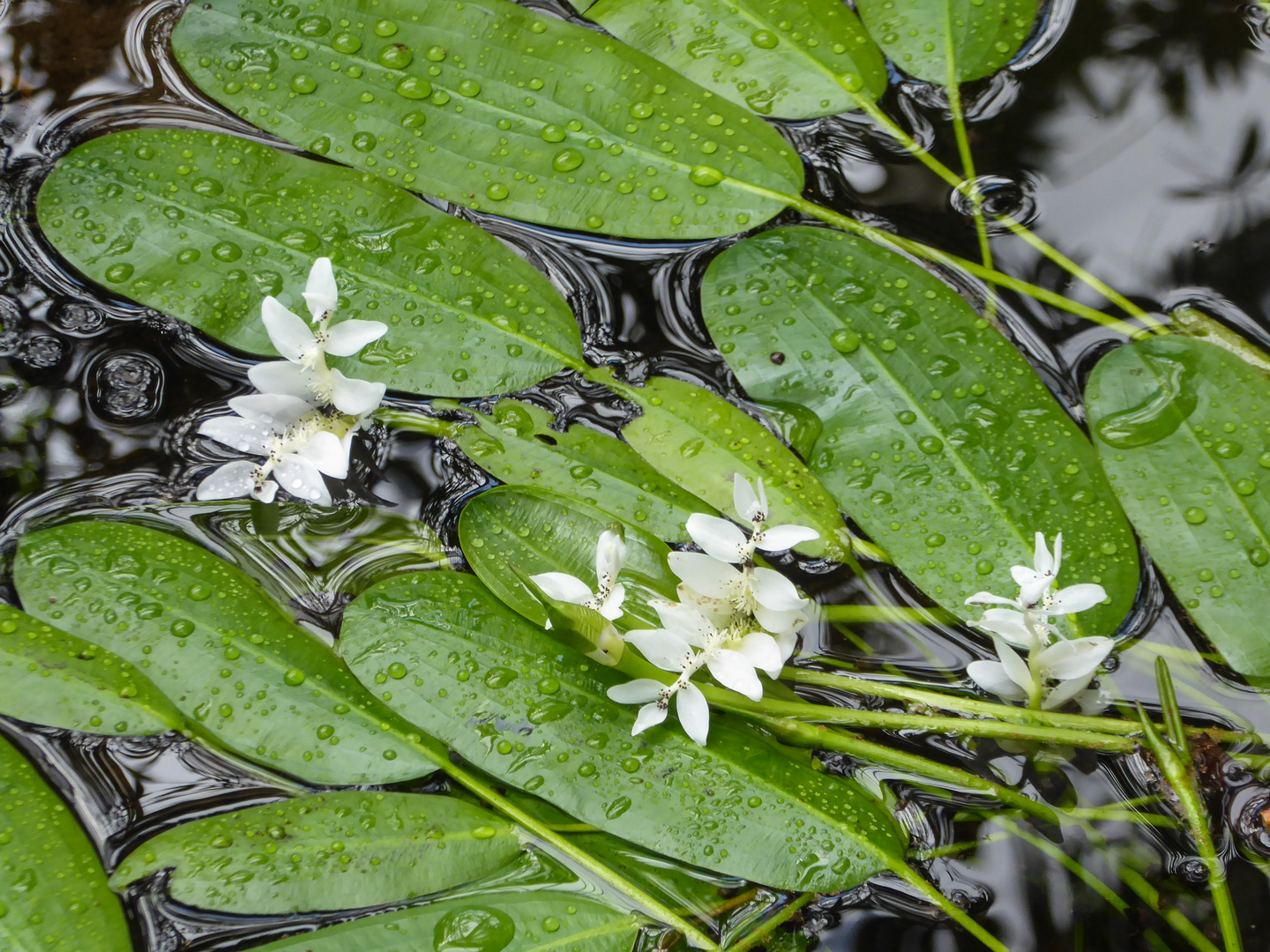 Wasserpflanzen