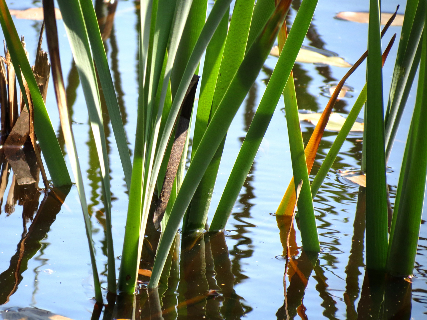 Wasserpflanzen