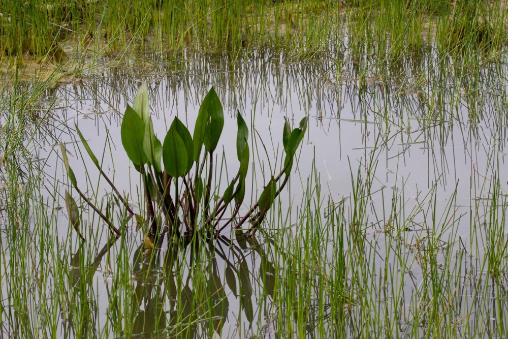 Wasserpflanzen