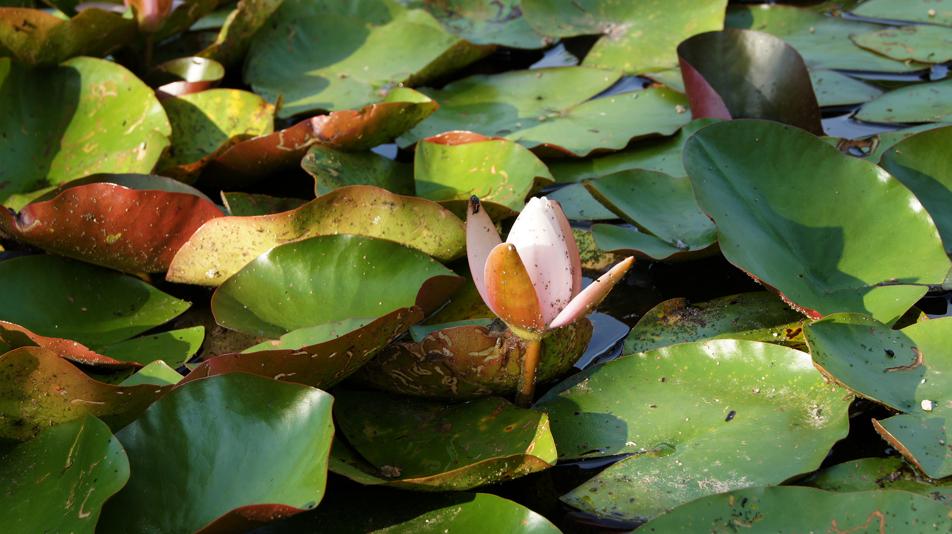 Wasserpflanzen